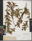 Foto von Salix triandra subsp. triandra L.